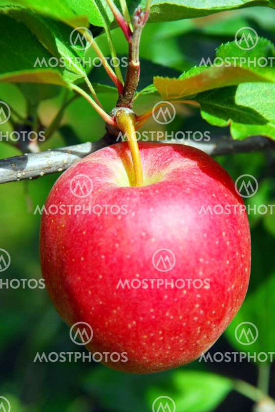 Apple-puussa