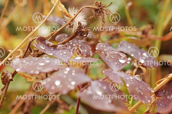 Rainy day