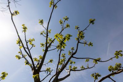 a flowering walnut tree in the spring season, a spring park