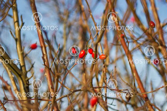 Close up of branches and berries