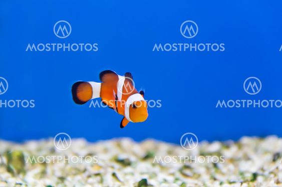 Clown fish