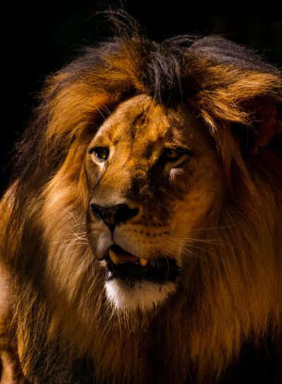 Lion Male Close-up