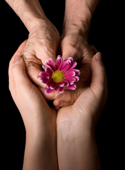 Old hands with a flower on the black