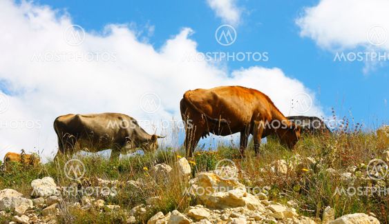 Cows on ths summer meadow against blue sky