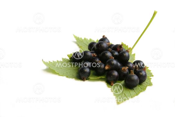 Black currant berry on the leaf