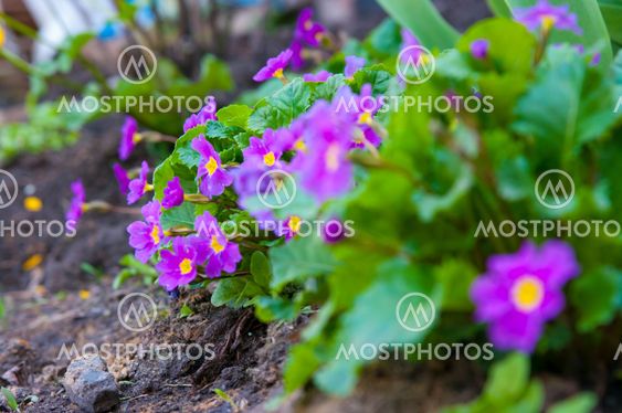 Primula