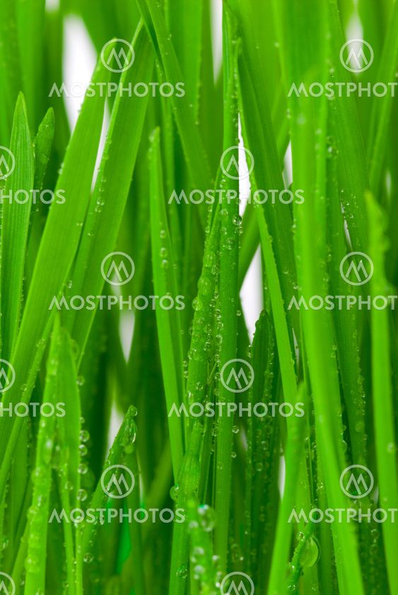 Fresh grass with dew drops