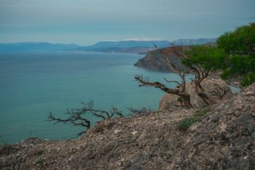 Branches trees on the cliff. Early morning marine...