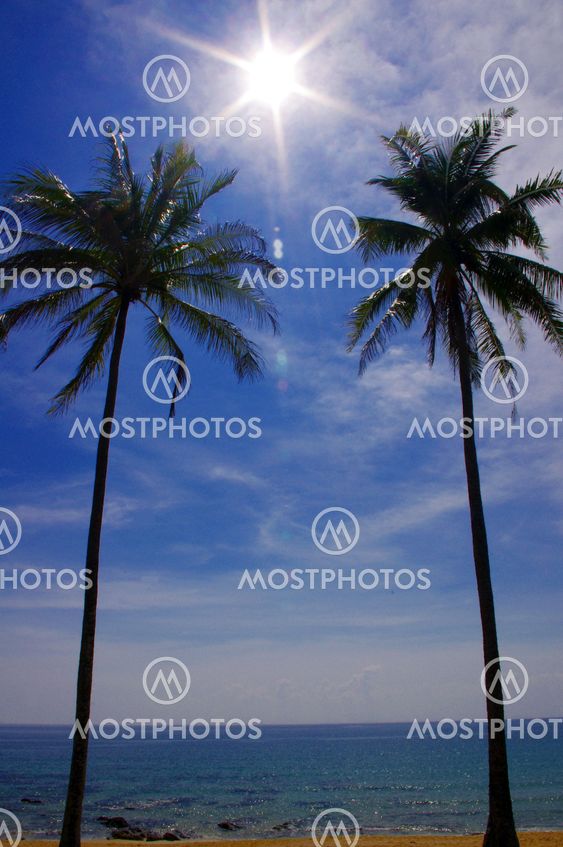 coconut trees