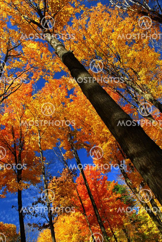 Fall maple trees