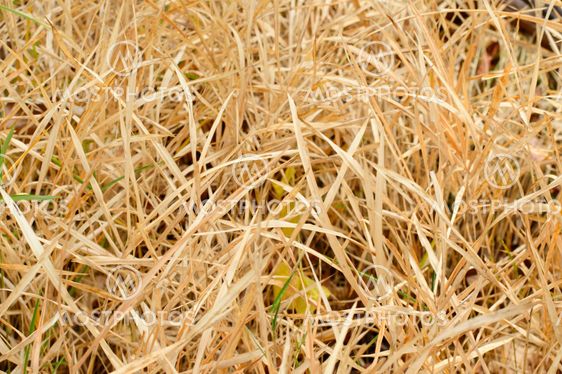 Grass natural background