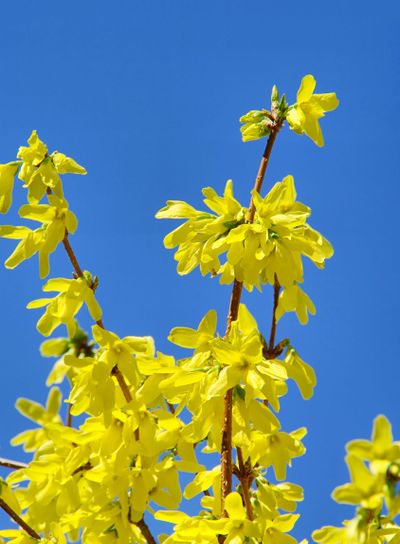 Forsythie - forsythia 08