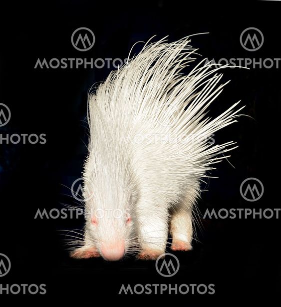 albino porcupine isolated