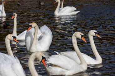 white swans who arrived in eastern Europe in the spring...