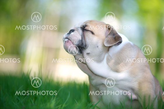 Cute english bulldog puppy outdoors