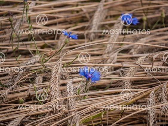 cornflowers-grainfield