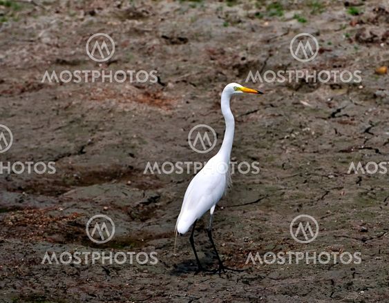 White egret in a dry pond, drought, global warming, ecology, envioronmental hazard