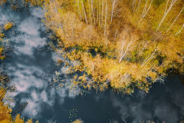 Spring Season. Aerial View. Young Birches Grow Among...