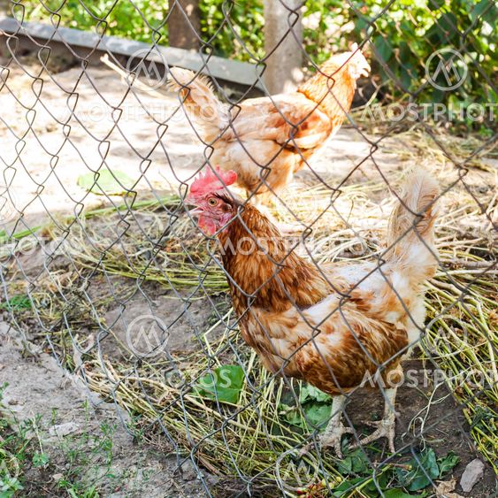 Red chicken in outdoor hen house