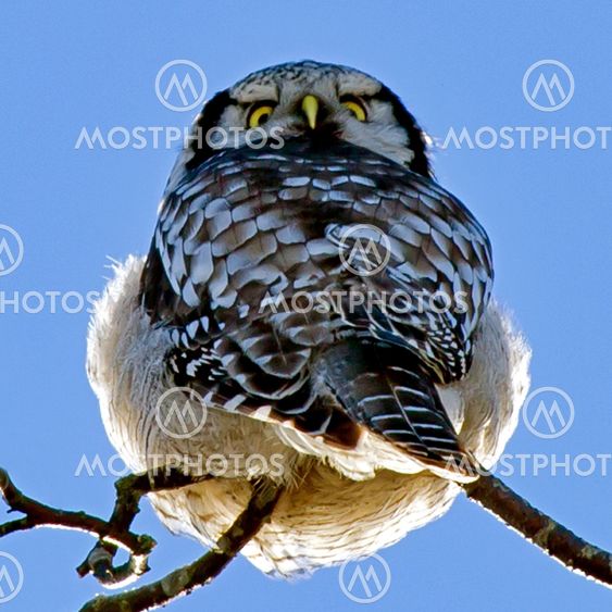 Northern Hawk Owl looks around