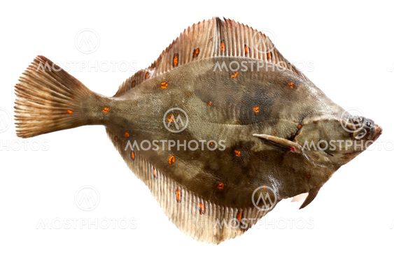 Plaice