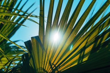 Summer sunlight beaming through lush green palm tree...