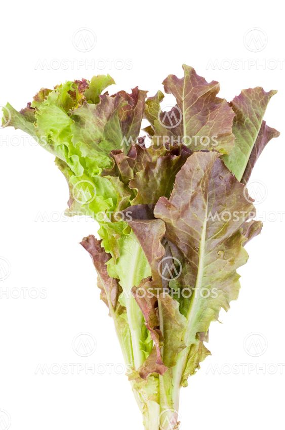 Red leaf Lettuce