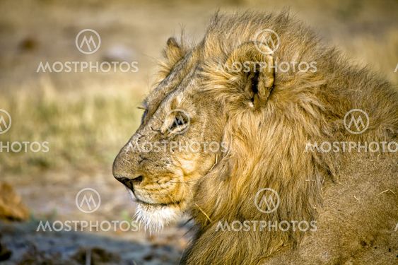 head of a lion (panthera leo) in etosha national park namibia africa
