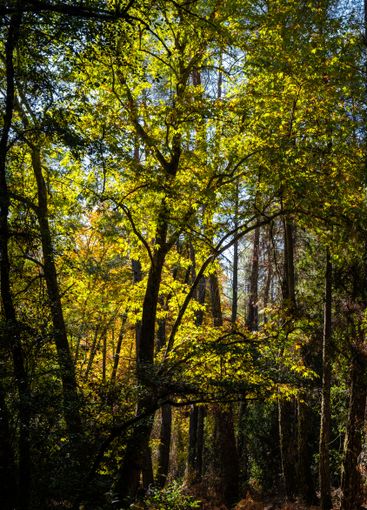 Sunlight filtering through colorful autumn trees in a...