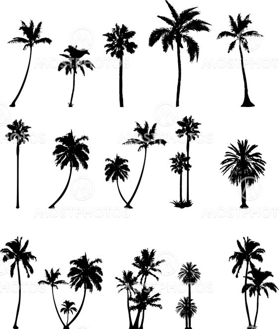 palm tree silhouette collection