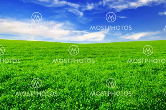 field and blue sky