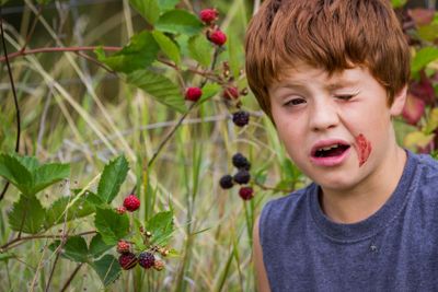 fresh sweet blackberries
