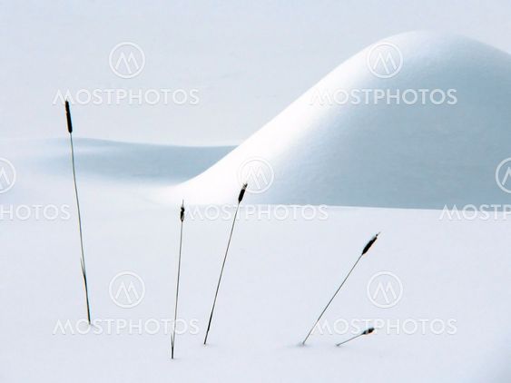 Winter still life