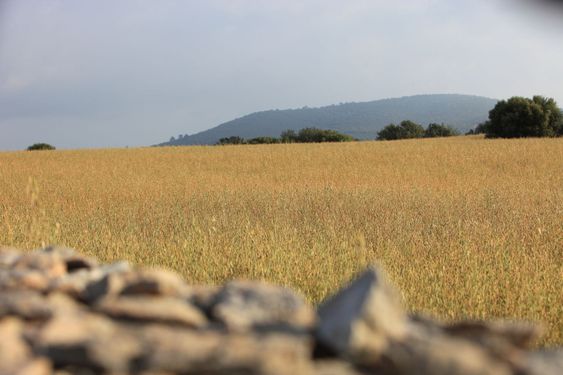 Agricultural field with golden wheat
