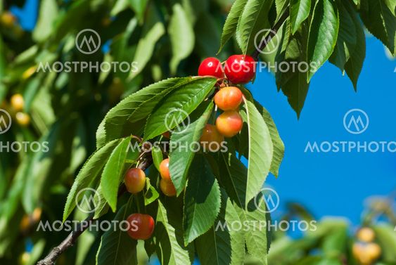 Cherry tree
