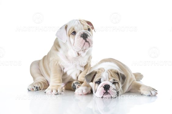 Cute english bulldog puppies isolated