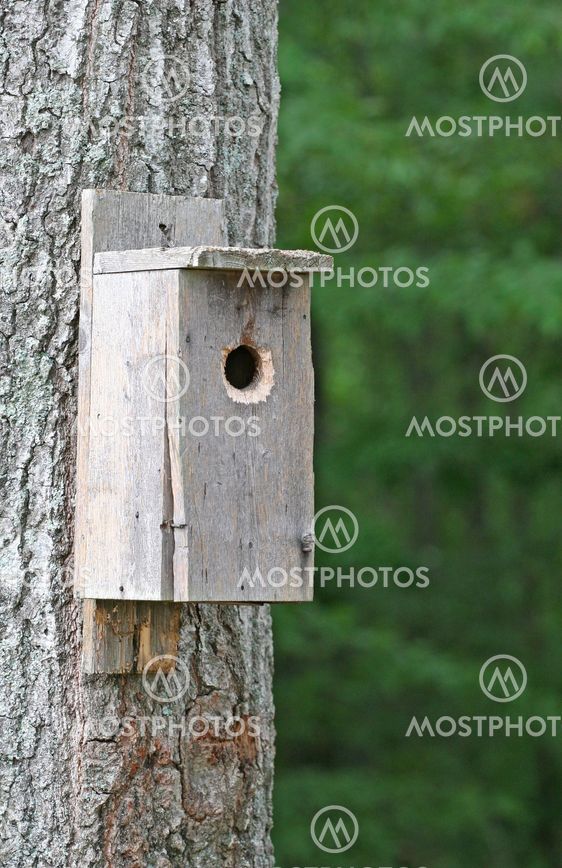 Birdhouse on Tree