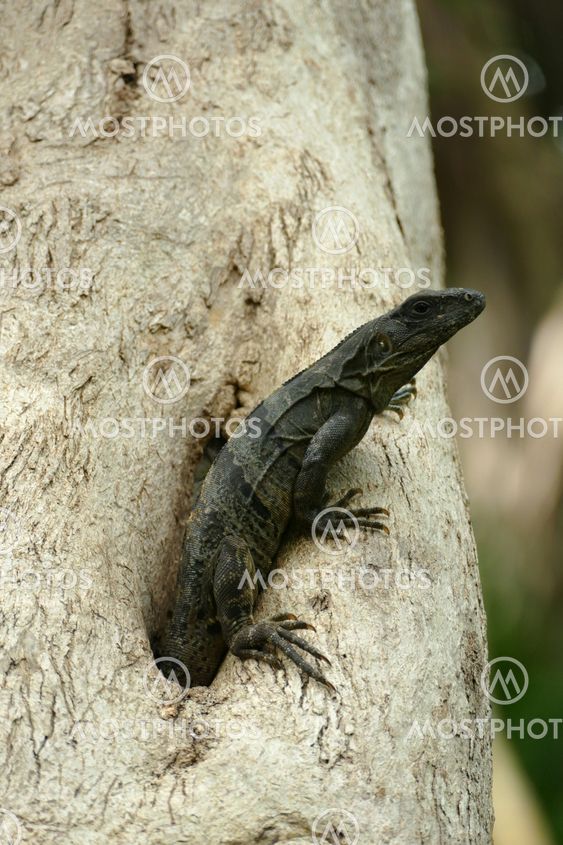 Black Iguana Emerging from Tree Hole