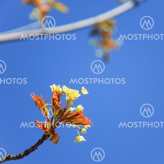 Maple tree blossom