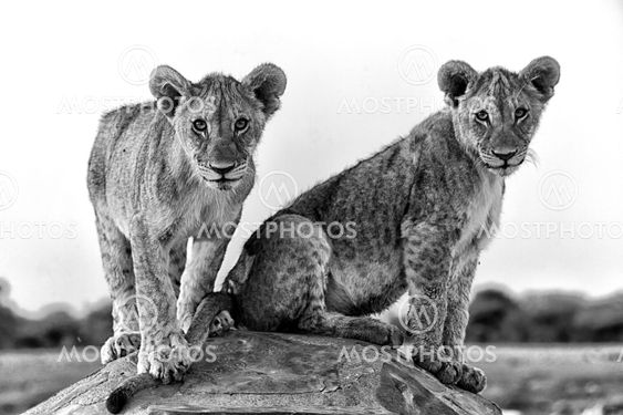 two lion cubs at chudob waterhole at etosha national park namibia