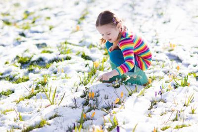 Little girl with crocus flowers under snow in spring