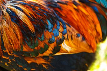 Vibrant feathers of a colorful bird showcasing magenta,...