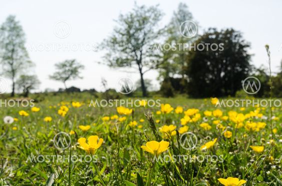 Smörblommor i en betesmark vid Petgärde träsk på Öland