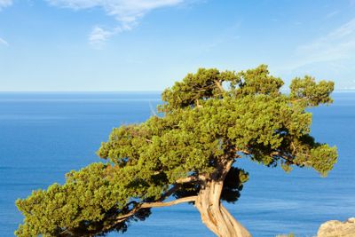Juniper tree on rock  (Novyj Svit reserve, Crimea,...