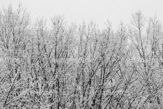Layers of snow covered winter trees with no leaves