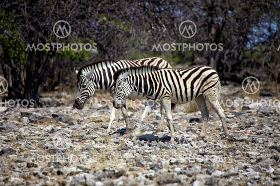 two zebra in etosha national park namibia
