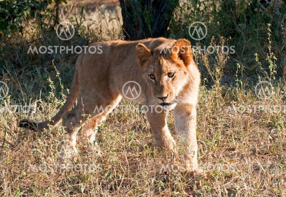 Lion - Löwe