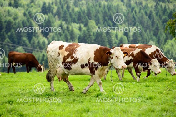 cow in the mountain pastures