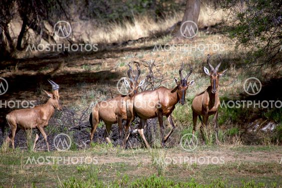 a group of red hartebeest in daan viljoen game park namibia