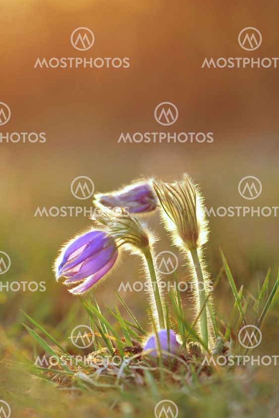 Pasque Flower blooming on spring meadow at the sunset -...